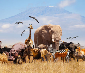 World Wildlife Day 2025