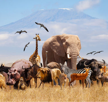 World Wildlife Day 2025