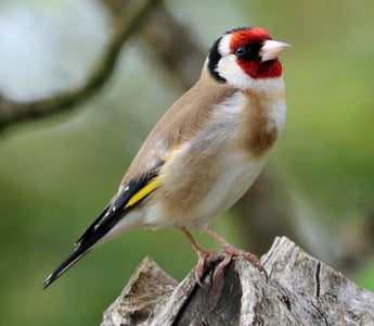 The Big Garden Birdwatch 2024