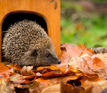 When do hedgehogs come out of hibernation?