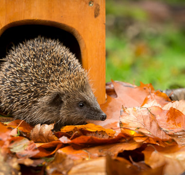 When do hedgehogs come out of hibernation?