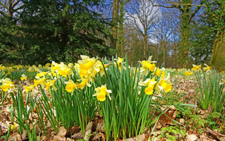 Daffodils in spring garden