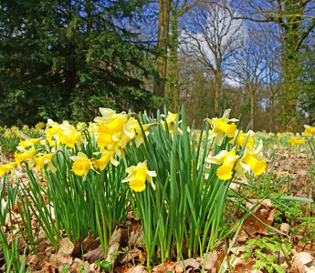 Daffodils in spring garden