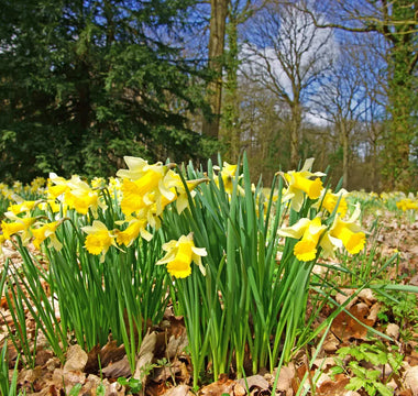 Daffodils in spring garden
