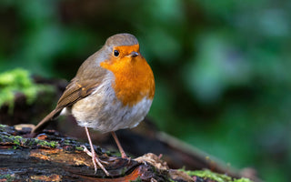 5 spring birds you’ll spot in your garden