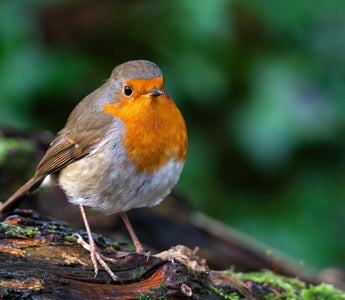 5 spring birds you’ll spot in your garden