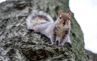 How to stop squirrels from digging up your bulbs
