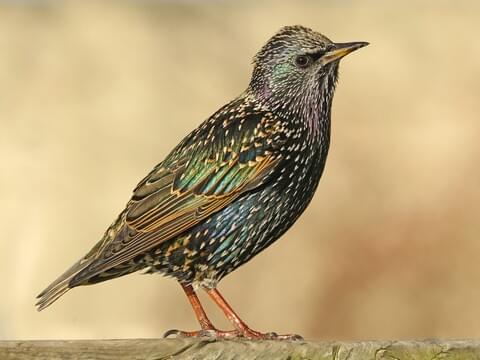 Green Feathers Bird of the Month July 2023 | Starling