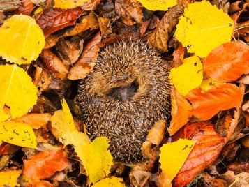Do Hedgehogs Hibernate: Uncover the Truth About Their Winter Sleep Do Hedgehogs Hibernate: Uncover the Truth About Their Winter Sleep