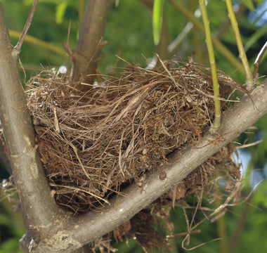 What to do if you find an abandoned bird's nest