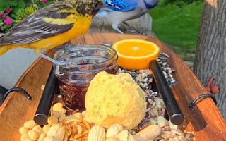 From TikTok to your garden: The ‘Chirp-cuterie’ boards birds will love