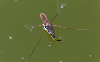 Aquatic Insects