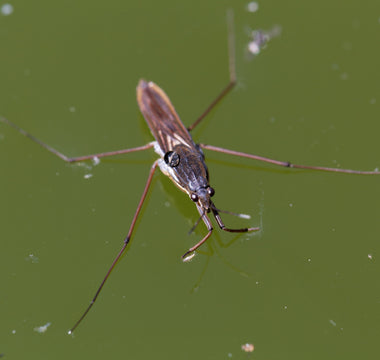 Aquatic Insects