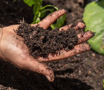 How to improve your garden soil