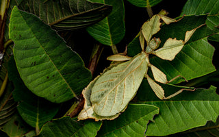 Giants of the Insect World