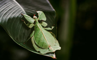 How insects use camouflage and mimicry to survive