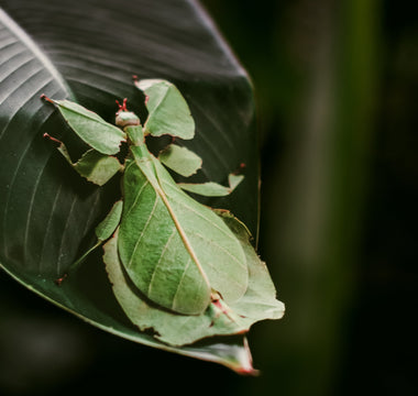 How insects use camouflage and mimicry to survive