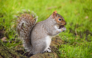 Why do Brits hate grey squirrels?