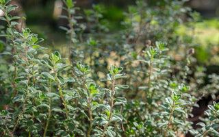 How to rewild your garden