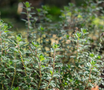 How to rewild your garden