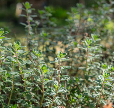 How to rewild your garden