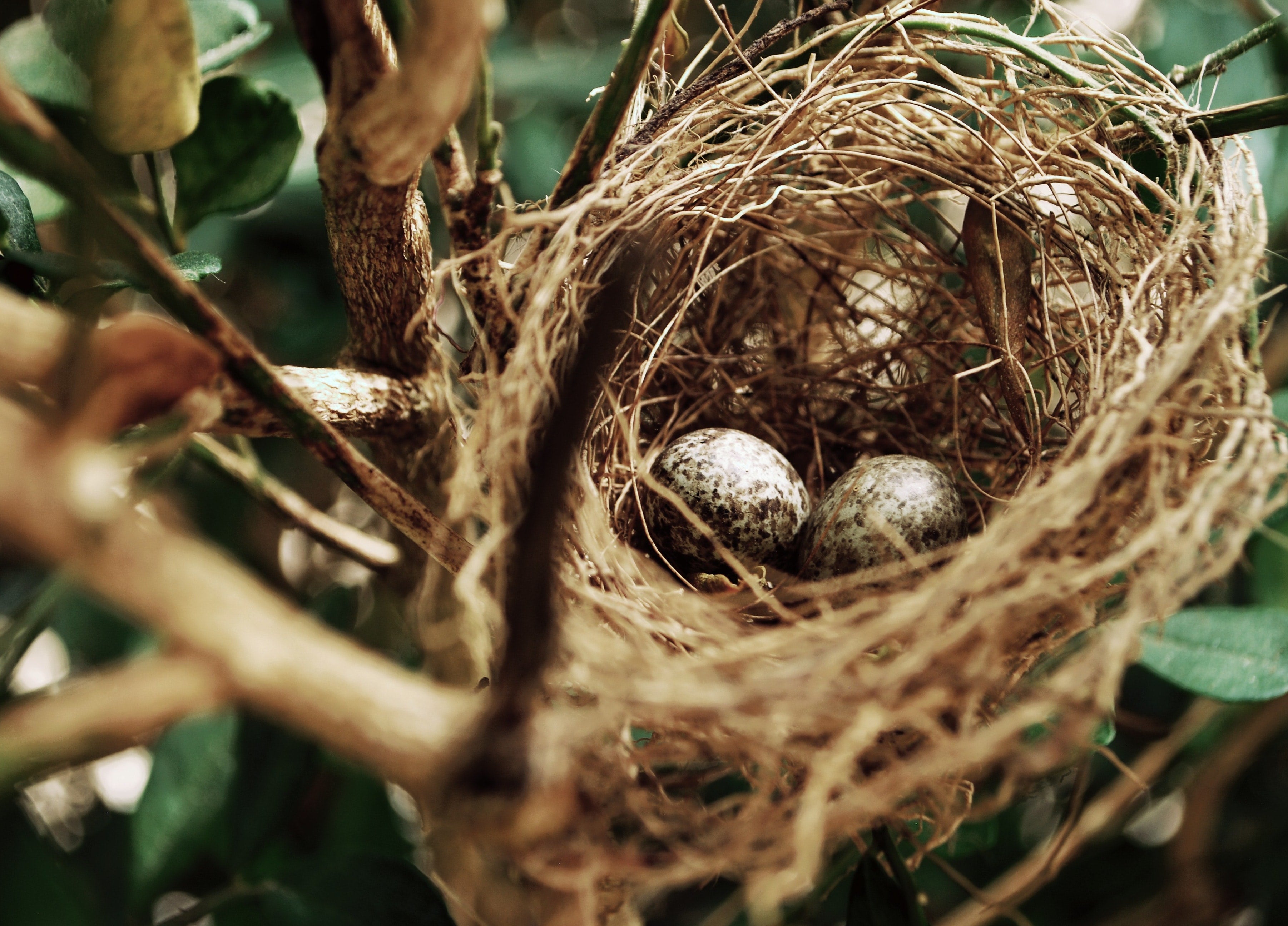 How You Can Help Birds Build Their Nests