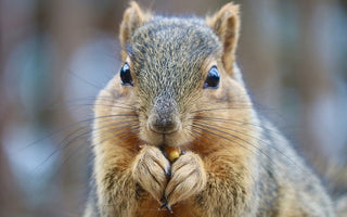 How to protect your cables from squirrels