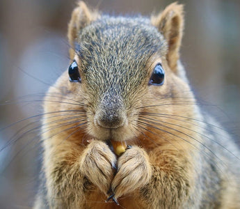 How to protect your cables from squirrels