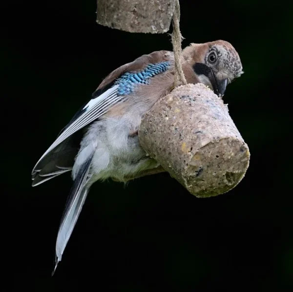 Eco Bird Food Suet Cone