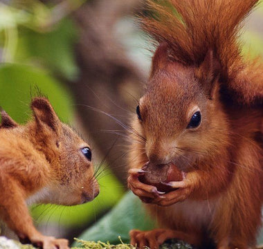 Squirrel Appreciation Day