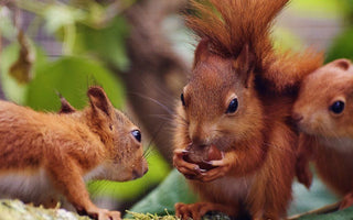 Squirrel Appreciation Day