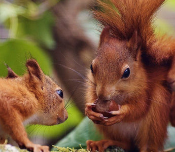 Squirrel Appreciation Day