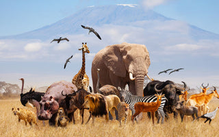 World Wildlife Day 2025