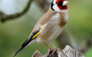 The Big Garden Birdwatch 2024