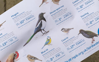 Our #BigGardenBirdWatch Results 2020