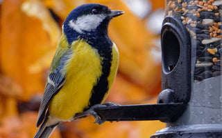 RPSB Feed The Birds Day - Autumn Feeding
