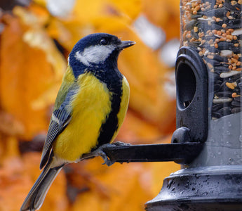 RPSB Feed The Birds Day - Autumn Feeding
