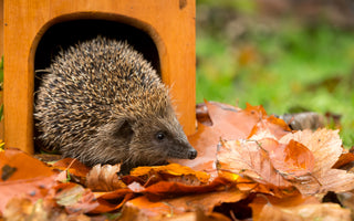 When do hedgehogs come out of hibernation?