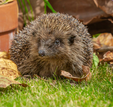14 gardening tips to attract more wildlife