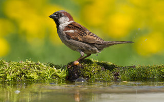 House Sparrow