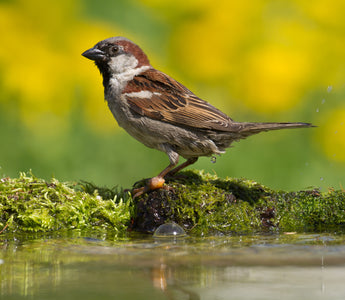House Sparrow