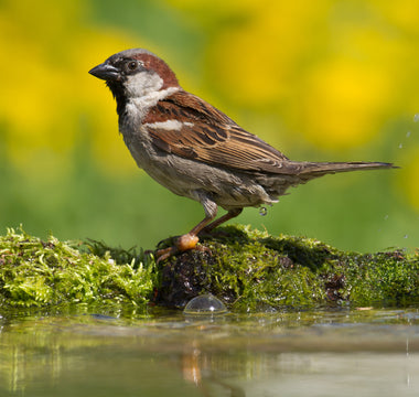 House Sparrow