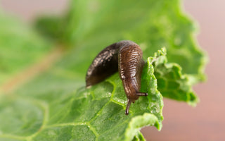 Hedgehog-friendly ways to stop slugs in your garden