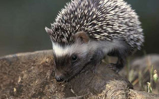 Hedgehog Harmony: Unveiling the Charm and Conservation of UK's Spiky Residents