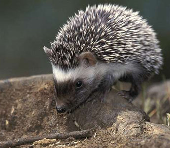 Hedgehog Harmony: Unveiling the Charm and Conservation of UK's Spiky Residents