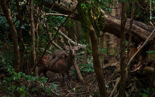 Wildlife Photographer of the Year 2023: Our Favourites