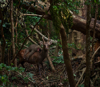 Wildlife Photographer of the Year 2023: Our Favourites