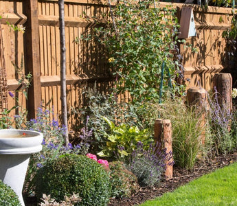 How to create a wildlife-friendly garden