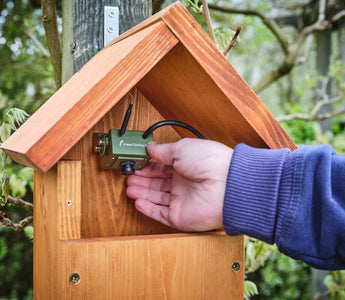 Which Bird Box Camera Is Best For You?