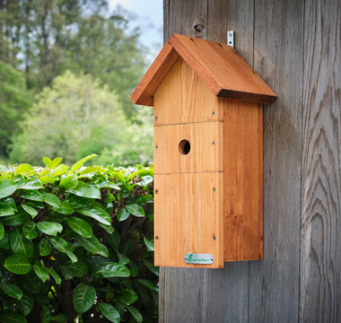 Essential Tips for Placing Your Bird Box